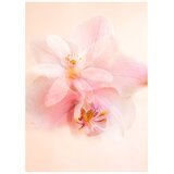 L'Occitane Engraved Neroli & Orchidee edt 75ml