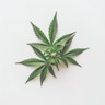 Cannabis