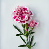 Nellikeblomst