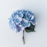 Hortensia