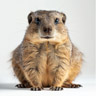 Hyrax