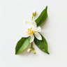 Citronblomst
