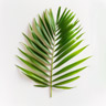 Palmeblad