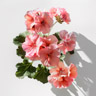 Pelargonium