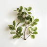 Pittosporum