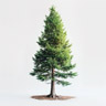 Sequoia