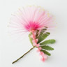 Silkestræ Blomst