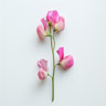 Ærteblomst
